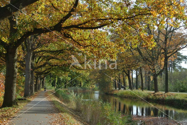 Amerikaanse eik (Quercus rubra)