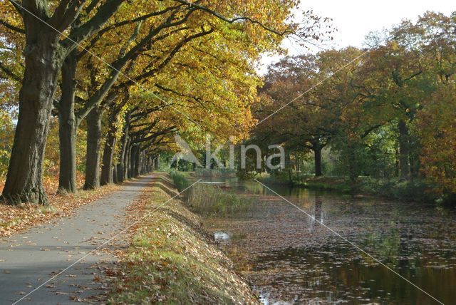 Amerikaanse eik (Quercus rubra)