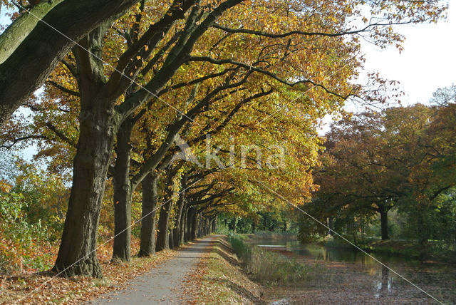 Red Oak (Quercus rubra)