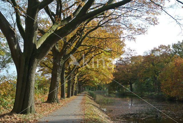 Amerikaanse eik (Quercus rubra)