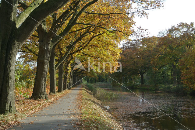 Red Oak (Quercus rubra)