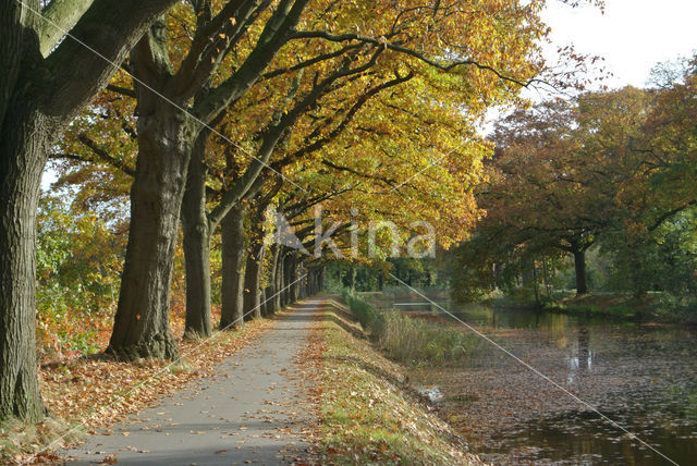 Red Oak (Quercus rubra)