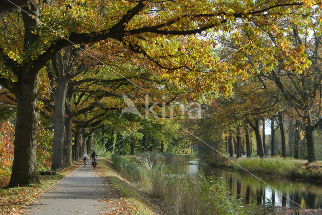 Amerikaanse eik (Quercus rubra)