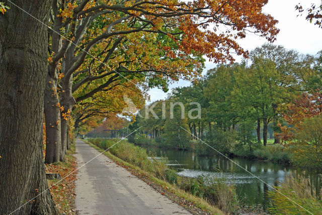 Amerikaanse eik (Quercus rubra)