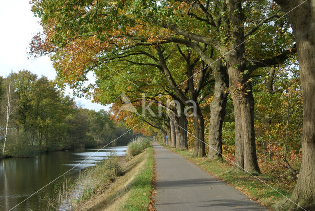 Amerikaanse eik (Quercus rubra)