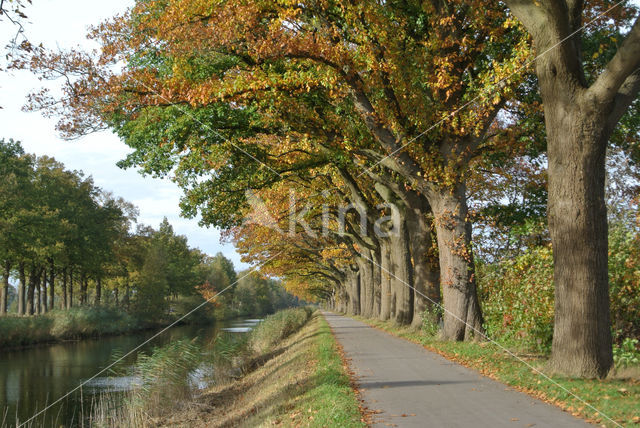 Red Oak (Quercus rubra)