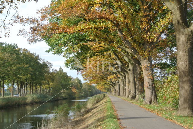 Amerikaanse eik (Quercus rubra)