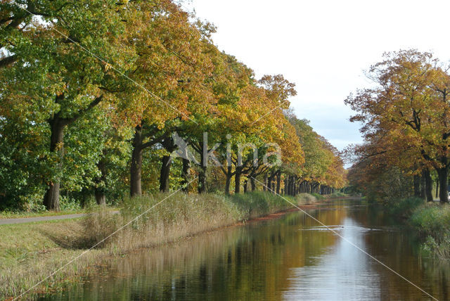 Red Oak (Quercus rubra)