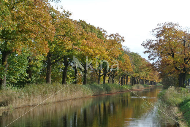 Red Oak (Quercus rubra)