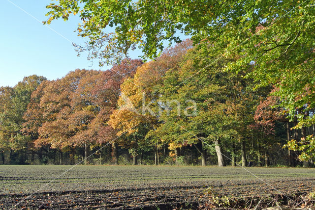 Amerikaanse eik (Quercus rubra)