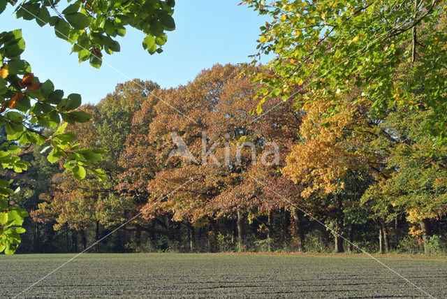 Red Oak (Quercus rubra)