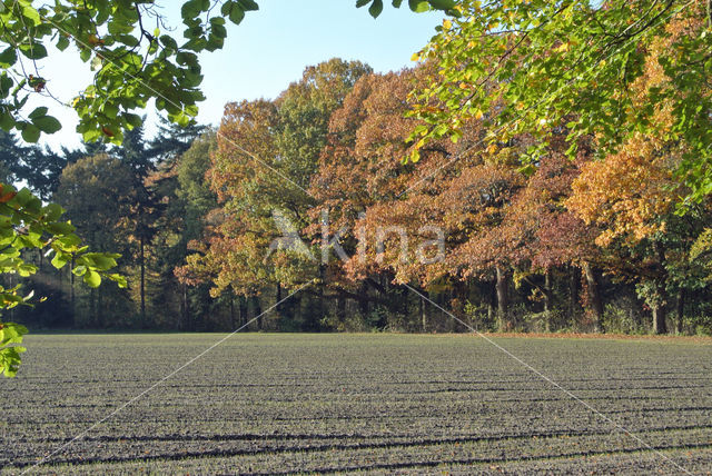 Red Oak (Quercus rubra)