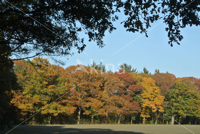 Red Oak (Quercus rubra)