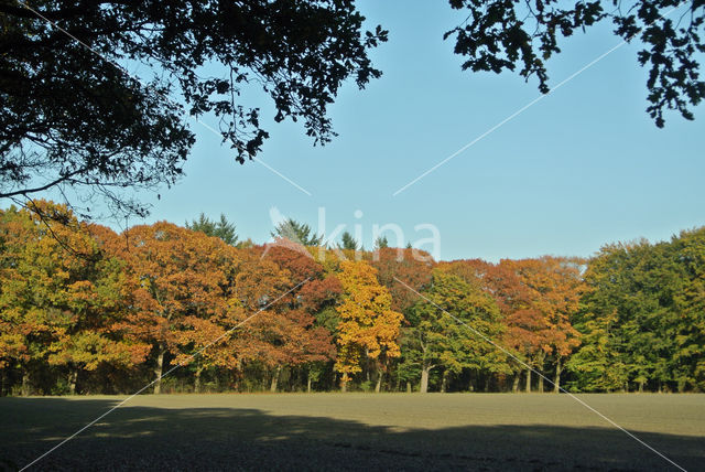 Amerikaanse eik (Quercus rubra)