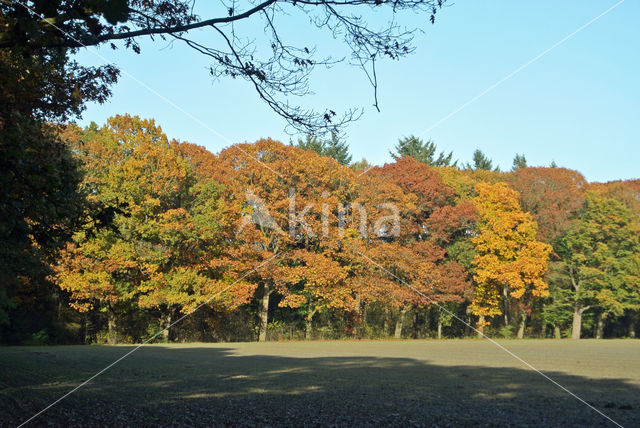 Red Oak (Quercus rubra)