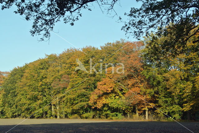 Red Oak (Quercus rubra)