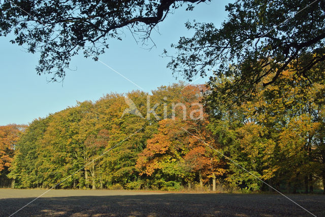 Amerikaanse eik (Quercus rubra)