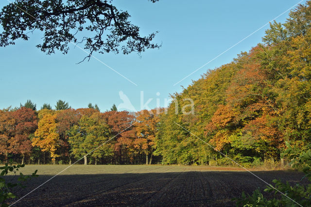 Amerikaanse eik (Quercus rubra)