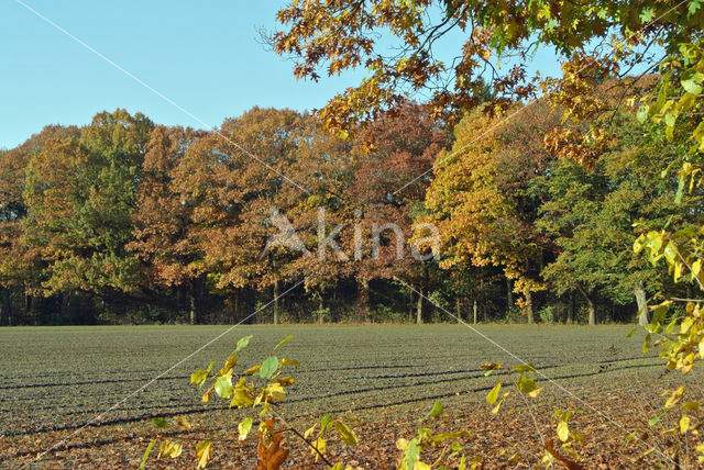 Amerikaanse eik (Quercus rubra)