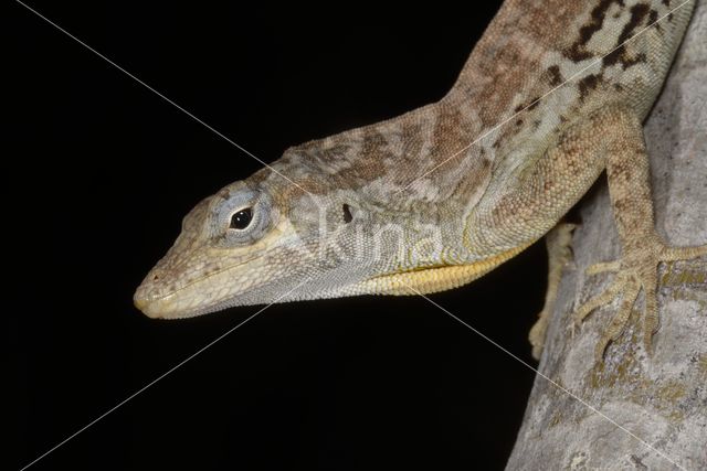 Anolis lineatus