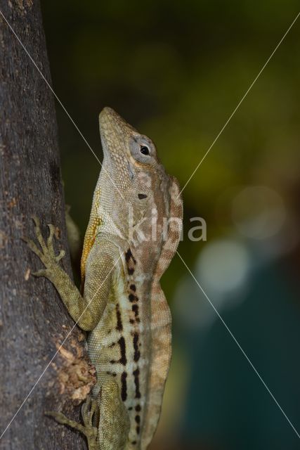 Anolis lineatus