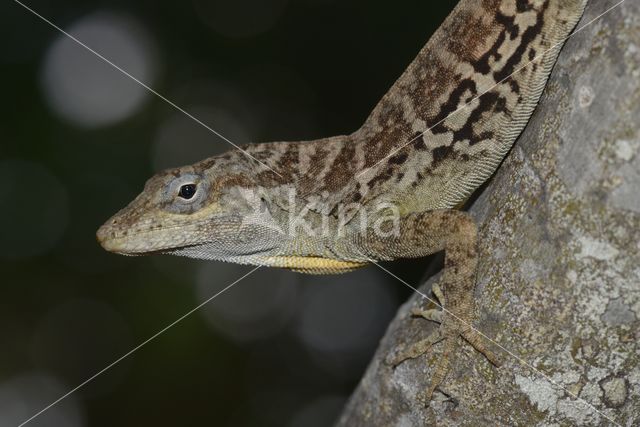 Anolis lineatus