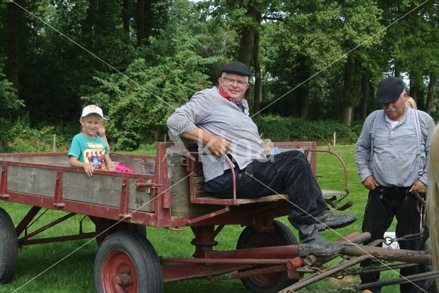 Ardenner trekpaard