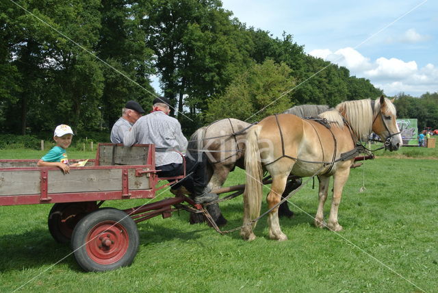 Belgian Horse (Equus spp)