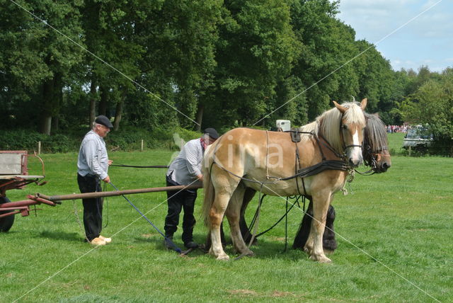 Ardenner trekpaard