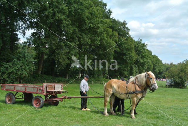 Belgian Horse (Equus spp)