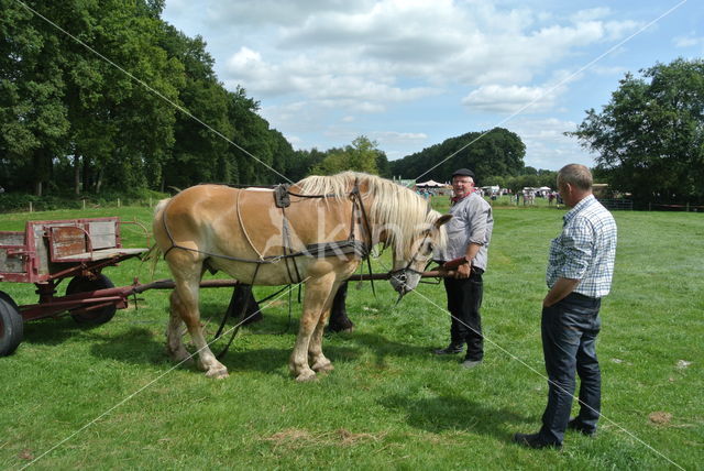 Belgian Horse (Equus spp)