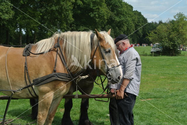 Belgian Horse (Equus spp)