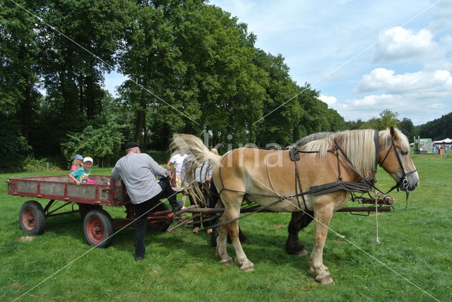 Belgian Horse (Equus spp)