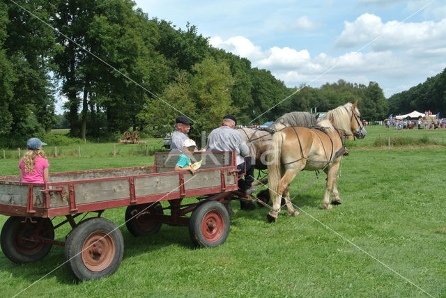 Belgian Horse (Equus spp)