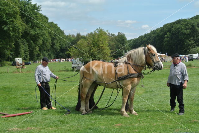 Belgian Horse (Equus spp)