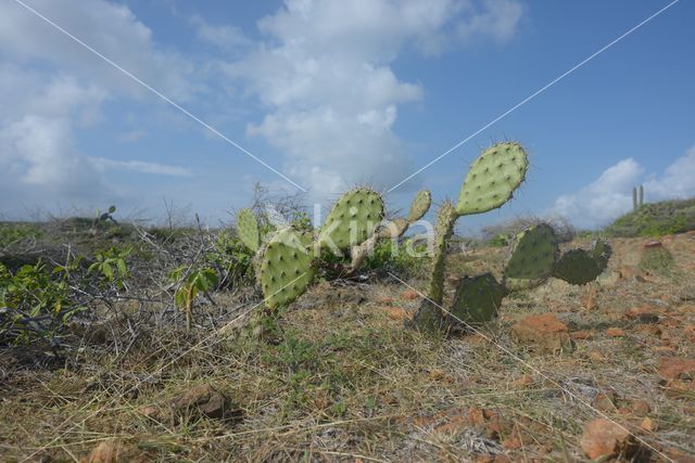 Aruba