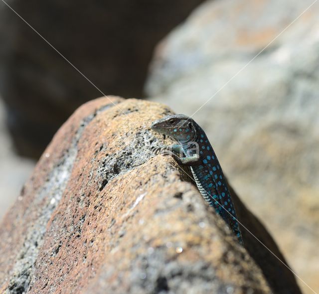 Arubaanse renhagedis (Cnemidophorus arubensis)