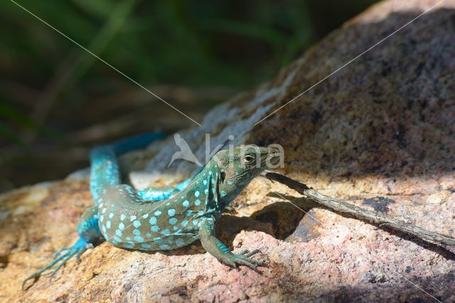 Whiptail lizard (Cnemidophorus arubensis)