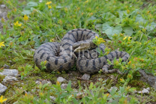 Aspisadder (Vipera aspis)