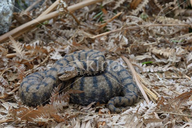 Aspisadder (Vipera aspis)