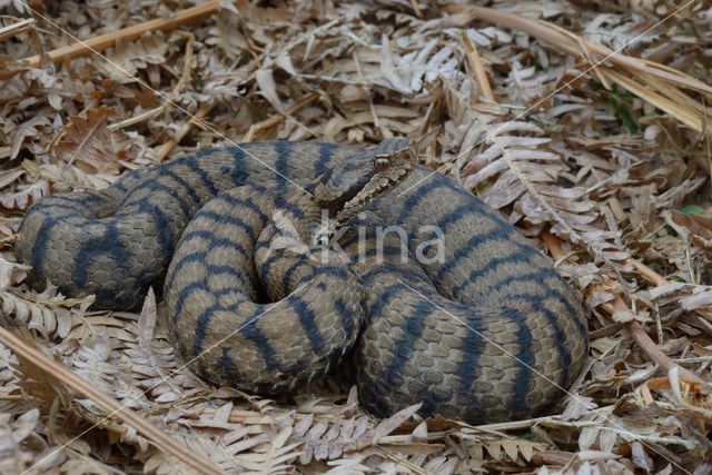 Aspisadder (Vipera aspis)