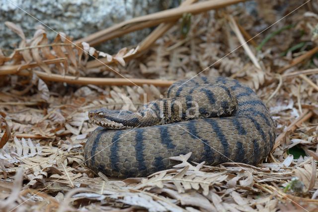 Aspisadder (Vipera aspis)