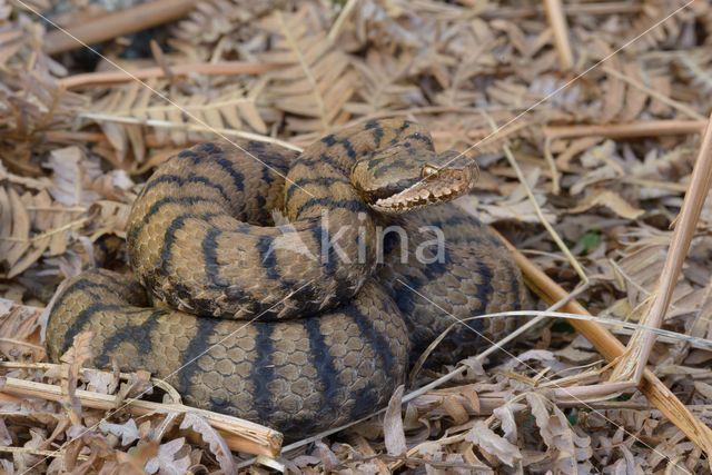 asp viper (Vipera aspis)