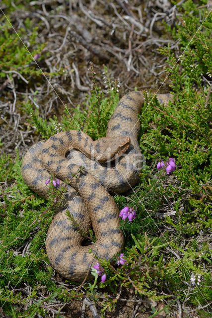 Aspisadder (Vipera aspis)