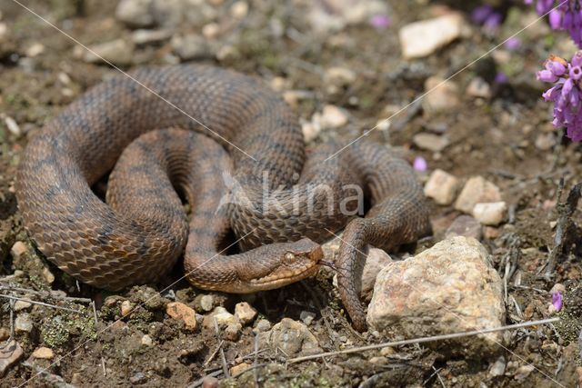 asp viper (Vipera aspis)