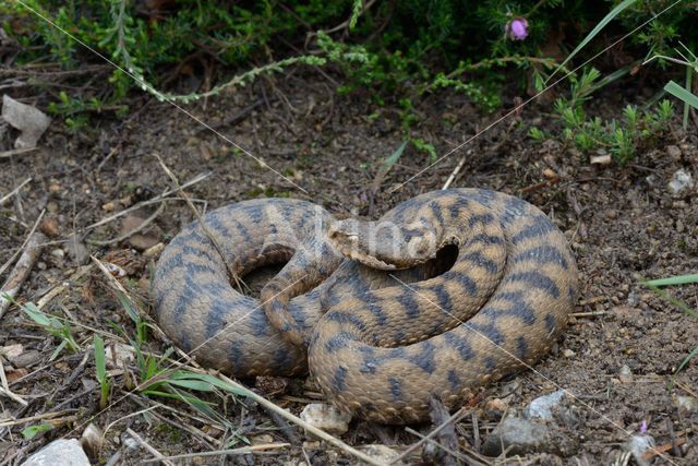 asp viper (Vipera aspis)