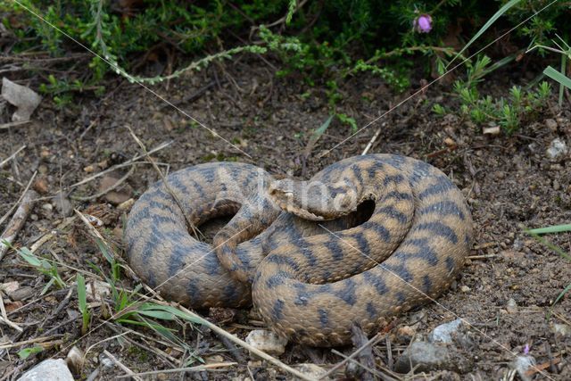 Aspisadder (Vipera aspis)