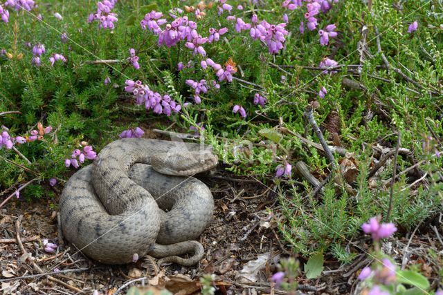 Aspisadder (Vipera aspis)