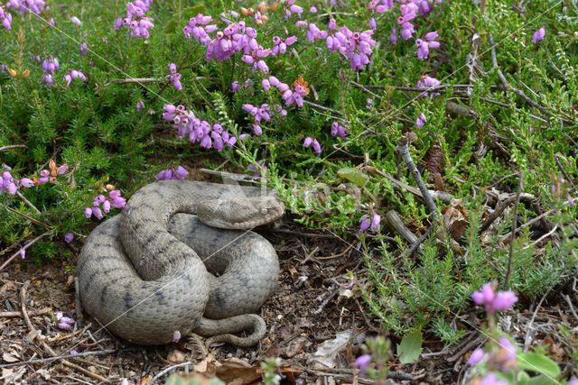 Aspisadder (Vipera aspis)