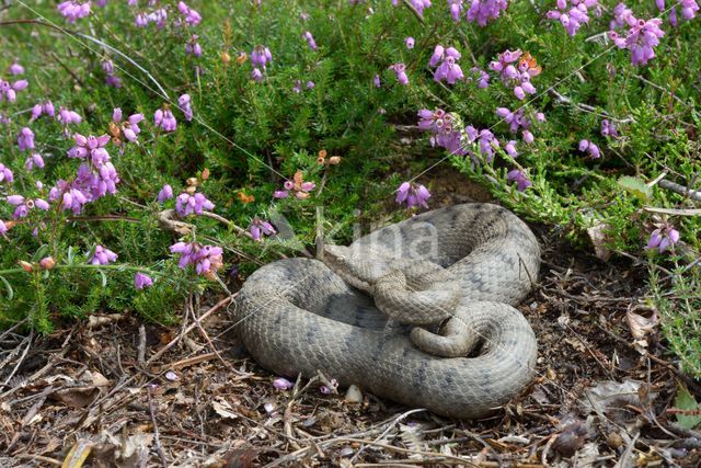 Aspisadder (Vipera aspis)